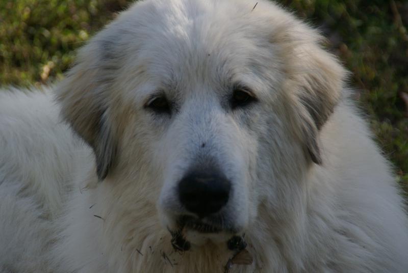 Crazy K Farm Pet and Poultry Products