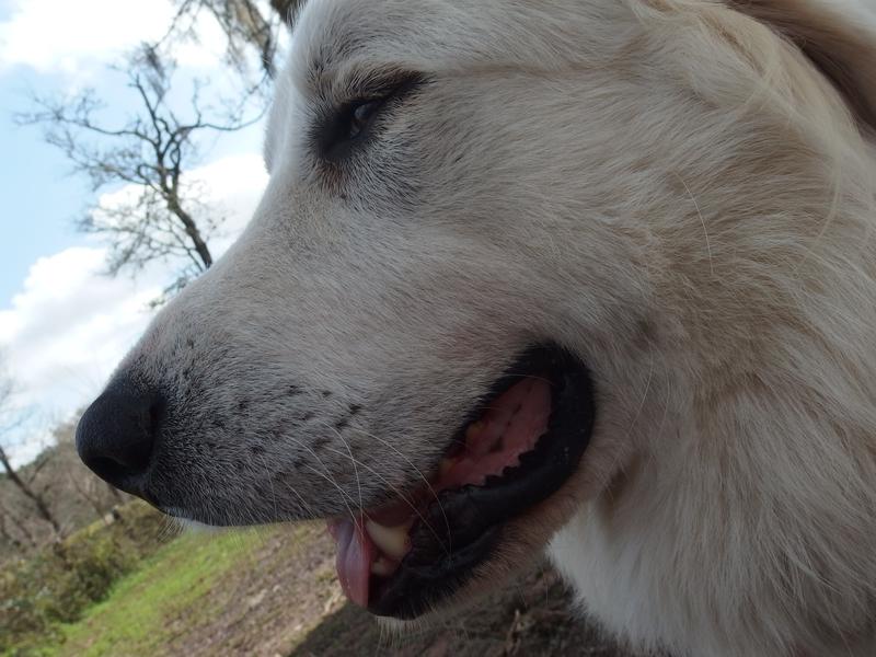 Crazy K Farm Pet and Poultry Products