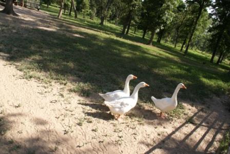 Crazy K Farm Pet and Poultry Products